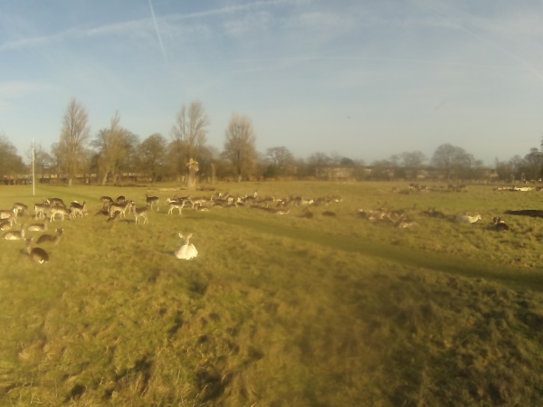 Deer in Bushy Park