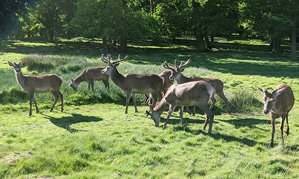 Deer in Richmond Park 12th May 2020