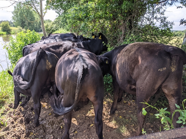 Cows on the Thames Ring